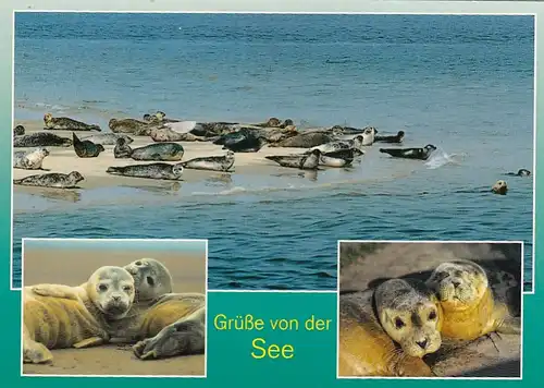 Tiere: Robben-Gruß von der See ngl G4803