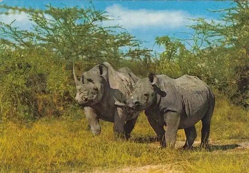 Tiere: African Wild Life, Rhino, Nashörner gl1987 G5130