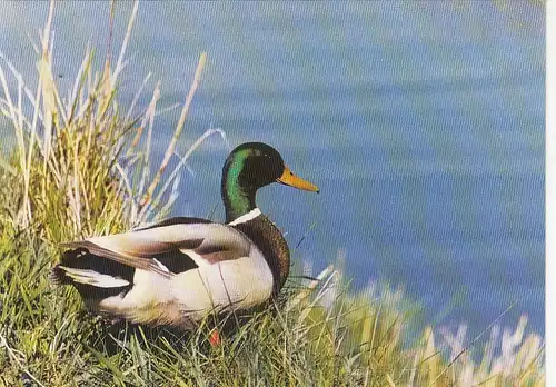 Tiere: Enten-Erpel auf Brautschau ... ngl G5219