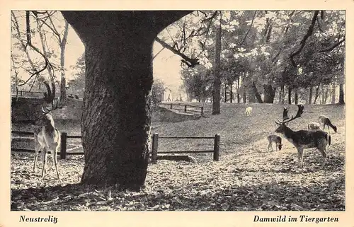 Neustrelitz Damwild im Tiergarten gl1943 169.175