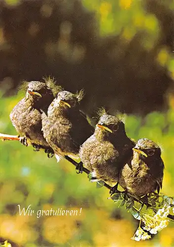 Vier Vöglein auf einem Ast ngl 171.125