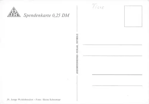 Junge Waldohreulen ngl 171.161