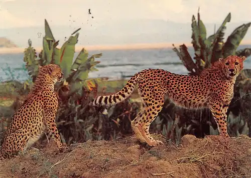 Zwei Geparden gl1973 171.127