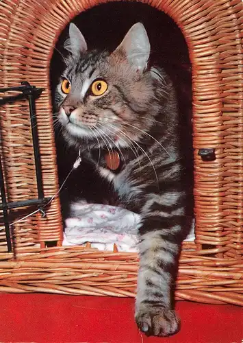 Eine Katze in ihrem Korb ngl 171.140