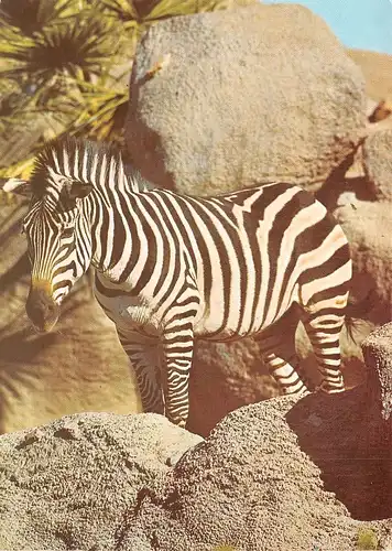 Ein Zebra ngl 171.122