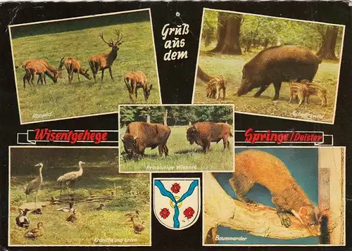Springe a.Deister, Wisentgehege, Mehrbildkarte gl1972 G6778