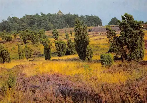 Wilseder Berg in der Lüneburger Heide ngl 170.289