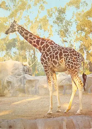 Eine Giraffe ngl 171.120