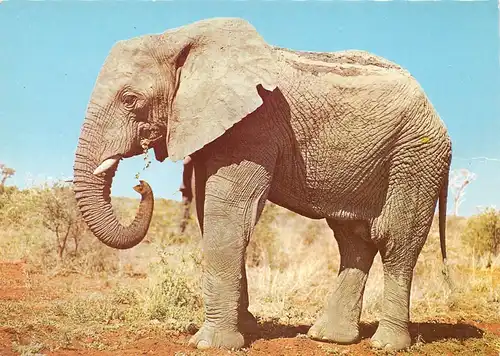 Ein Elefant ngl 171.128