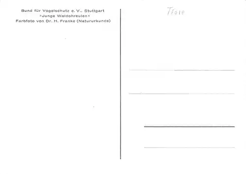 Junge Waldohreulen im Elsternhorst ngl 171.093