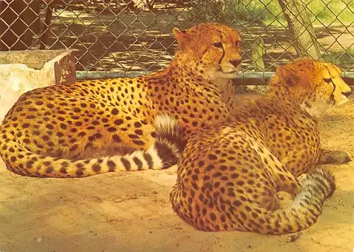 Zwei Geparden ngl 171.118