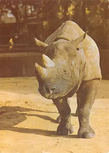 Ein Nashorn ngl 171.121