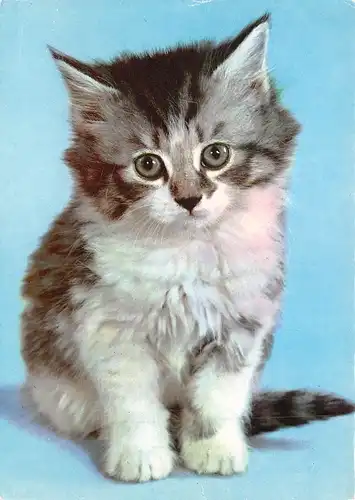 Eine Katze ngl 171.142