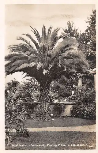 Insel Mainau (Bodensee) Phoenix-Palme ngl 170.980
