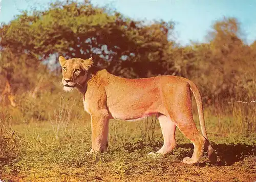 Ein Löwe ngl 171.116