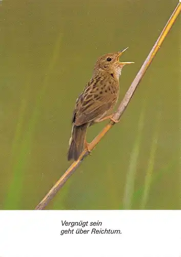 Ein Vöglein ngl 171.123