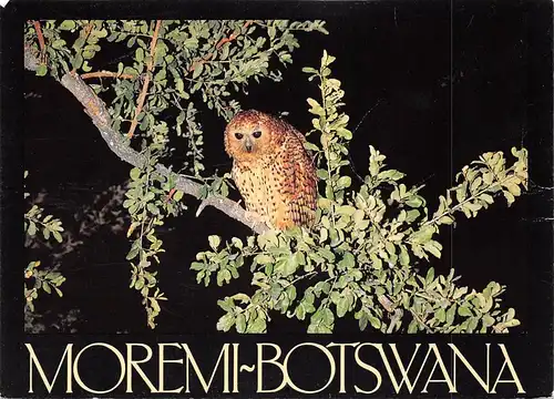 Tiere: Eine Eulenart Moremi Botswana ngl 171.168