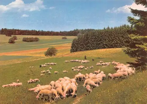 Schwäbische Alb Schafe auf der Weide ngl 170.336