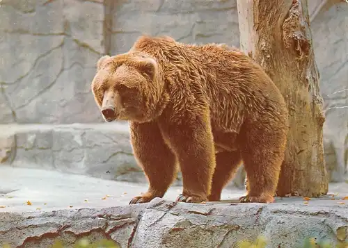 Ein Bär ngl 171.114