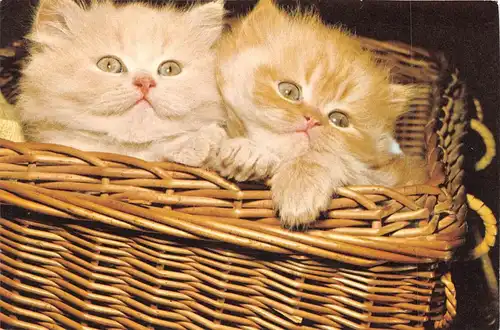 Zwei Katzen im Körbchen ngl 171.139