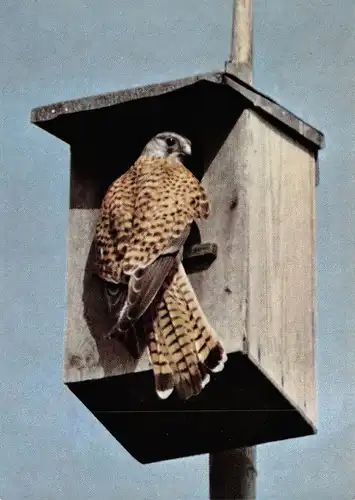 Turmfalke am Nistkasten ngl 171.091