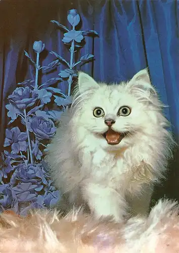 Eine Katze ngl 171.141