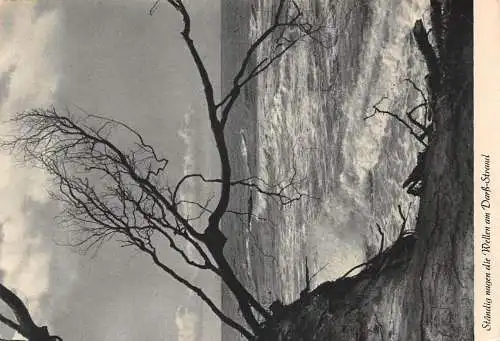 Darß Strandansicht ngl 173006