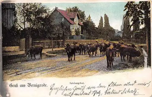 Wernigerode Salzbergtal gl1904 173.467