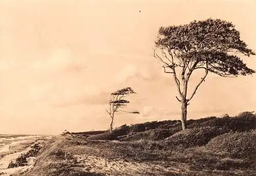 Ahrenshoop Küste bei Esperort gl1965 173.916