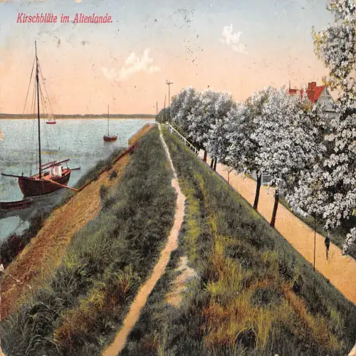 Altenlande Kirschblüte gl1918 175.187