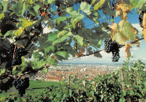 Fellbach Panorama ngl 176.435