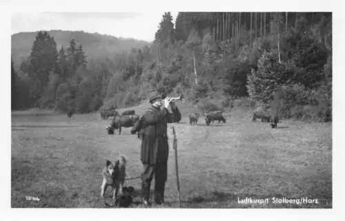 Stolberg (Harz) Harzkühe auf der Weide ngl 177.374