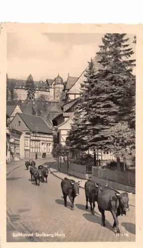 Stolberg (Harz) Austrieb der Kühe gl1959 177.394