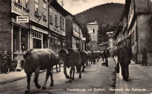 Friedrichroda Heimkehr der Kuhherde ngl 178.798