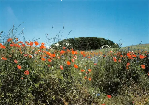 Insel Rügen im Sommer ngl 179.309