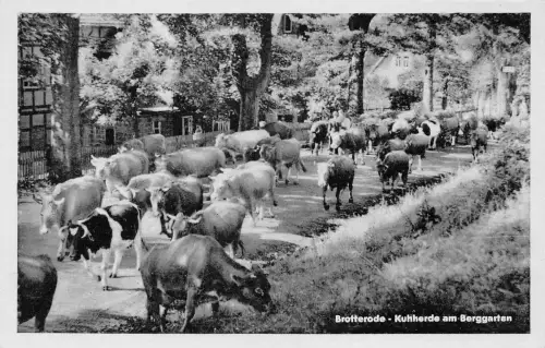 Brotterode Kuhherde am Berggarten ngl 182.958