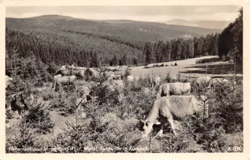 Masserberg Kuhherde im Kurtsloch gl1956 183.211