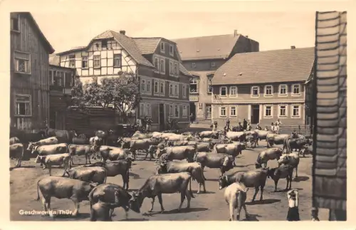 Geschwenda Teilansicht, Kühe auf Straße gl 183.517