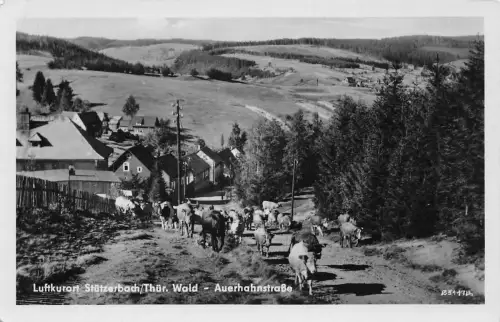 Stützerbach i.Th. Auerhahnstraße ngl 183.654