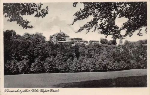 Schwarzburg (Thür.Wald) Weißer Hirsch gl1951 184.872