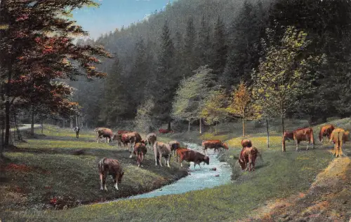 Schwarzatal (Thür.Wald) Partie an der Schwarza ngl 184.942