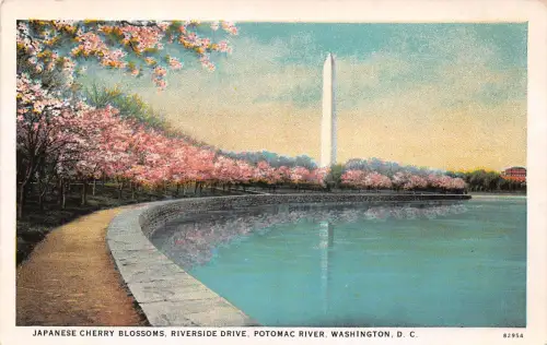 USA Washington Japanese Cherry Blossoms ngl 188.062