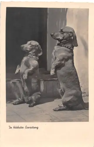 Tiere Hunde Dackel ngl 188.103