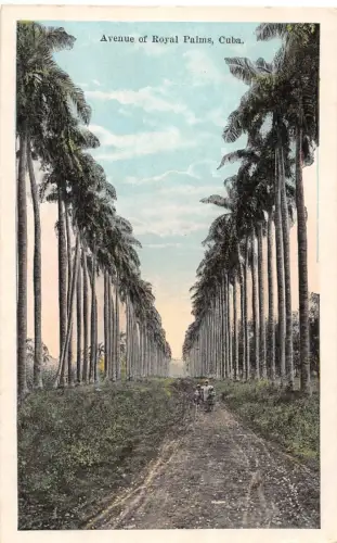 CUB Avenue of Royal Palms ngl 188.445