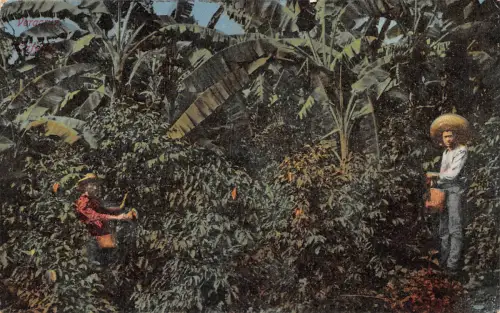 Mex Veracruz Cafe ngl 188.554