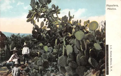 Mex Nopalero ngl 188.574
