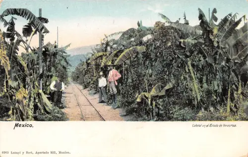 Mex Veracruz Cafetal en el Estado ngl 188.581