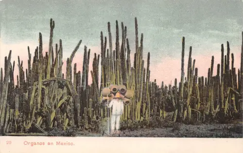 Mex Organos de Mexico ngl 188.578