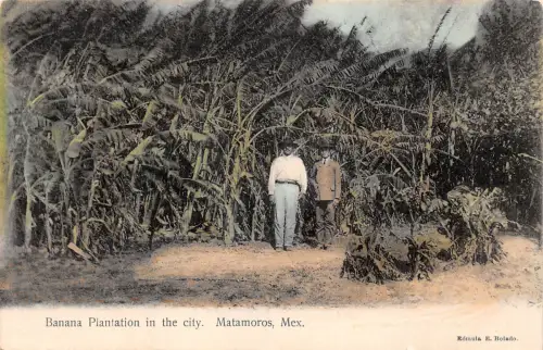 Mex matamoros Banana Plantation in the City ngl 188.580