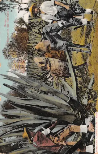 Mex Extraocion del Triachique ngl 188.604